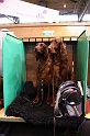 Crufts2011 241